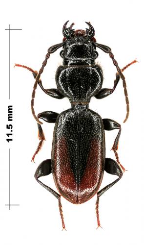 Siagona sp.