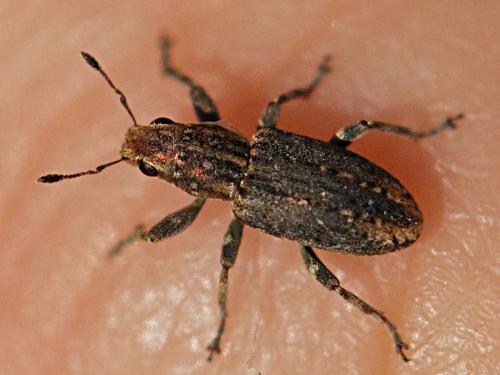 Réf. 152 374 : Sitona cinnamomeus