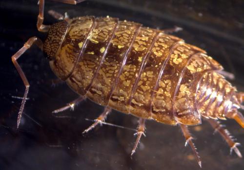 Philoscia affinis