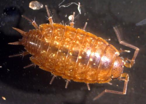 Philoscia affinis