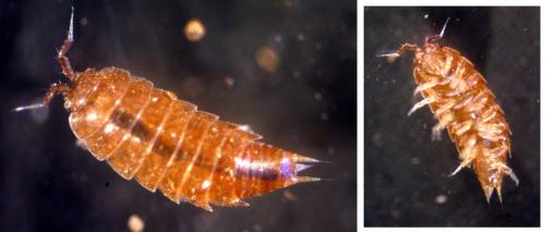 Trichoniscus sp.