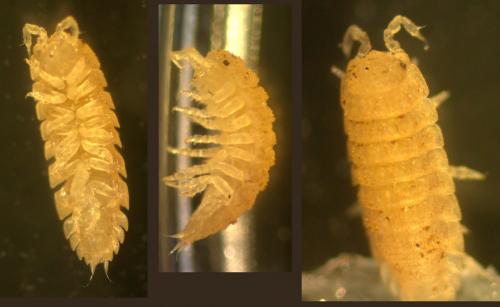 Réf. 152 904 : Haplophthalmus danicus