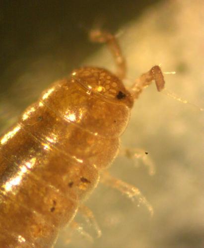 Trichoniscus sp.