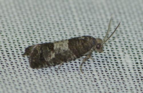 Spilonota laricana