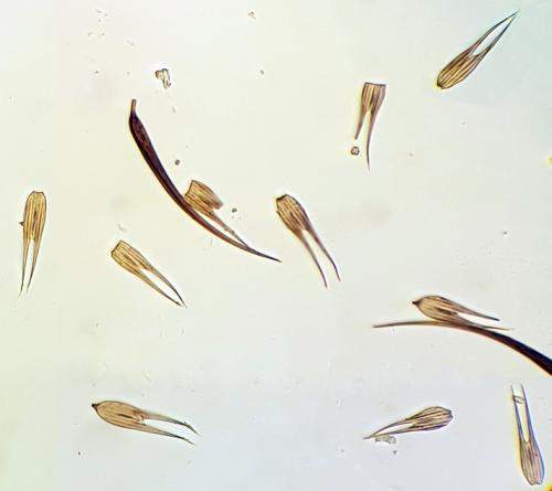 Réf. 152 853 : Hypera sp.