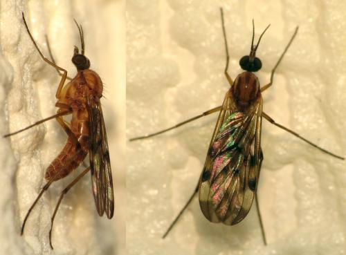 Sylvicola sp.