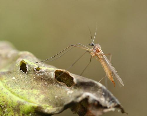 Réf. 152 070 : Trichocera major