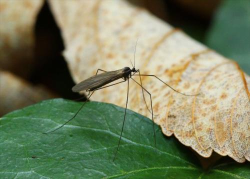 Trichocera major