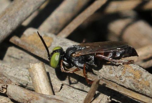 Réf. 152 228 : Tachysphex panzeri