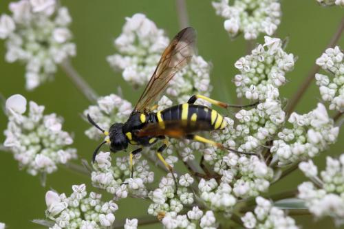 Tenthredo marginella