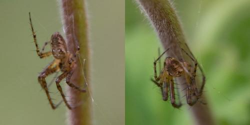 Metellina sp.