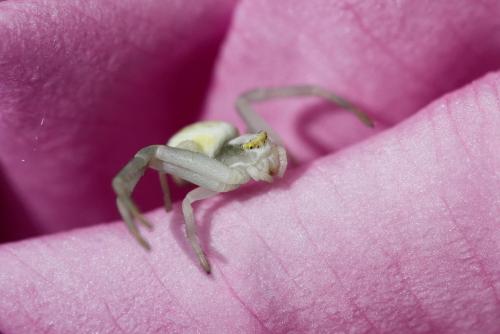 Misumena vatia