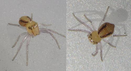 Réf. 152 940 : Alcimochthes limbatus