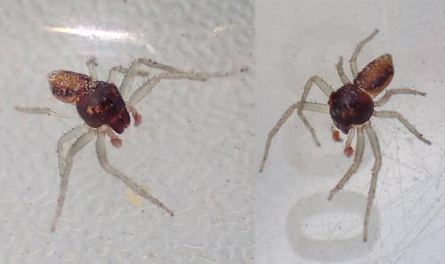 Réf. 152 941 : Alcimochthes limbatus