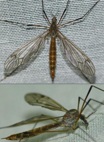 Réf. 152 515 : Tipula sp.
