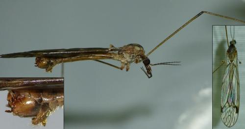Réf. 152 138 : Tipula signata