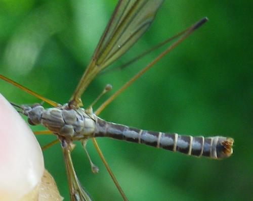 Réf. 152 648 : Tipula sp.