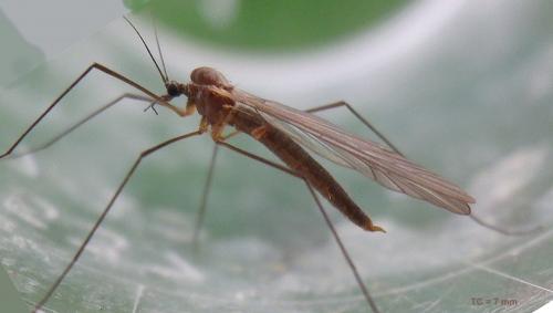 Trichocera sp.