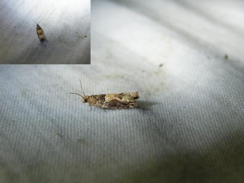 Crocidosema plebejana