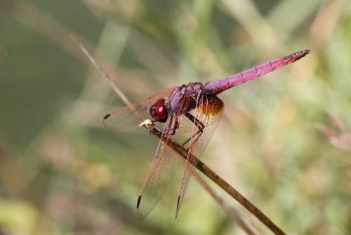 Réf. 152 607 : Trithemis annulata