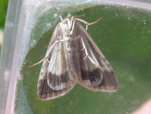 Réf. 152 712 : Udea alpinalis