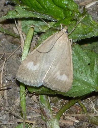 Réf. 152 711 : Udea alpinalis