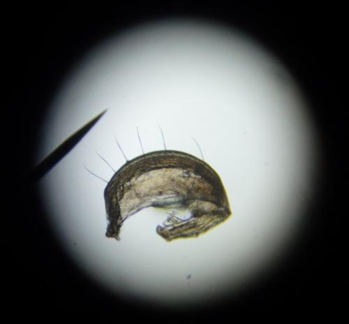Réf. 152 974 : Cylindroiulus truncorum