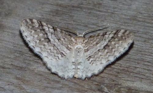 Venusia cambrica