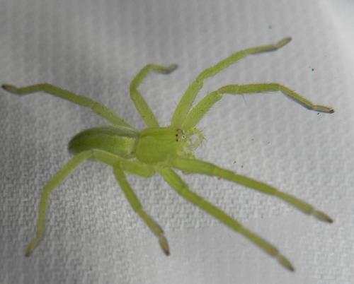 Micrommata virescens