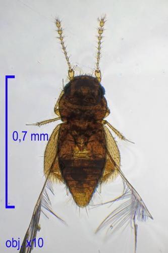 Ptinella microscopica