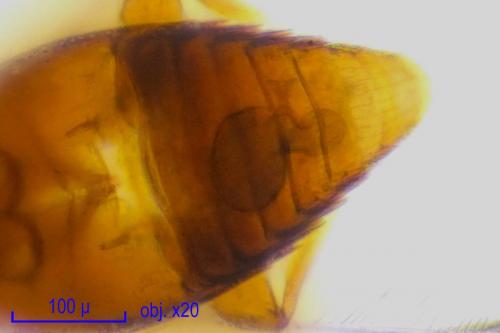 Ptinella microscopica