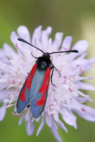 Réf. 152 908 : Zygaena sp.