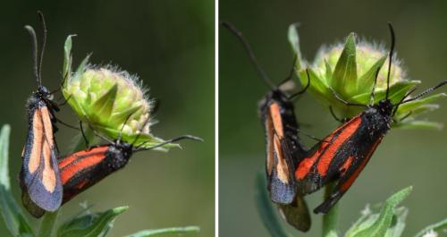 Réf. 152 953 : Zygaena osterodensis