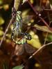 152371 – Photo : D.Mouchené – France (73)