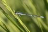 Coenagrion scitulum