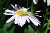 152981 – Photo : Nicolas Alric – France (12)
