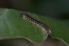 152757 – Photo : D. Martinez – Philippines