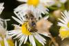 152335 – Photo : Fabricius – France (13)