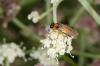 152338 – Photo : Fabricius – France (13)