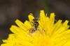 152889 – Photo : Fabricius – France (13)