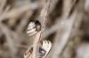 152491 – Photo : Fabricius – France (13)