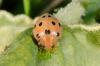 152894 – Photo : Fabricius – France (13)