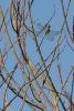 152329 – Photo : Bertrand Piney – France (44)