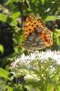 152588 – Photo : Catherine Reymonet-Smitten – France (31)