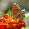 152589 – Photo : Catherine Reymonet-Smitten – France (31)