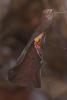 152821 – Photo : D. Martinez – Philippines