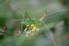 152443 – Photo : alain Roujas – France (31)