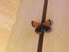 152775 – Photo : Limenitis78 – Canada