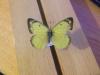 152772 – Photo : Limenitis78 – Canada