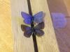 152777 – Photo : Limenitis78 – Canada